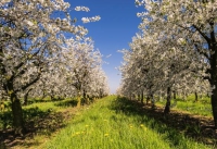 4 Tage Blütenparadies an der Elbe